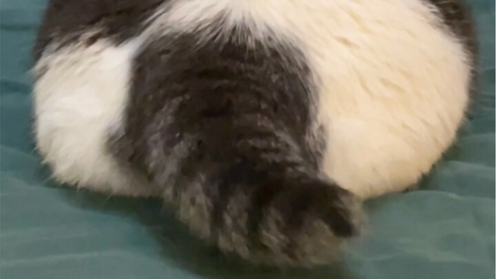 งูหางกระดิ่ง เหมียว～