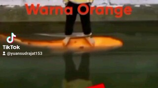 Ikan Karper Warna Orange Ukuran Jumbo