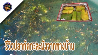 รีวิวปลากัดกะละมังจากลูกค้าจังหวัดภูเก็ตที่สั่งไปโตเร็วมากสวยสุดๆสไตล์korattv