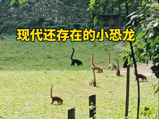 Long-Necked Dinosaurs Still Visible Today