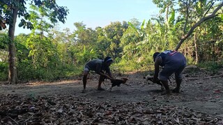 GOLDEN BOY VS GREY SPAR