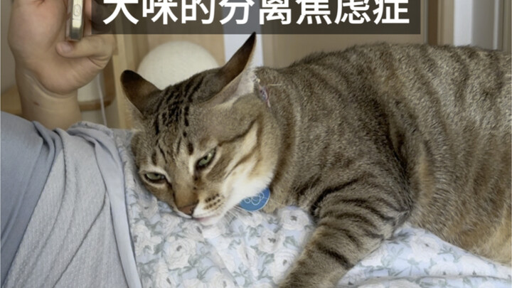 Kucing di rumahmu punya gangguan kecemasan perpisahan? Pastikan tonton sampai akhir…