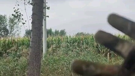 "Pisau Jagung — Berpengalaman di Medan Tempur"