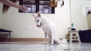 Boo's 2nd Lesson: DOWN