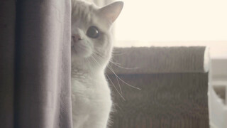 Chubby.....chubby....