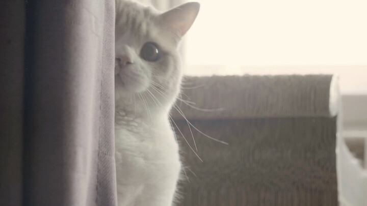 Chubby.....chubby....