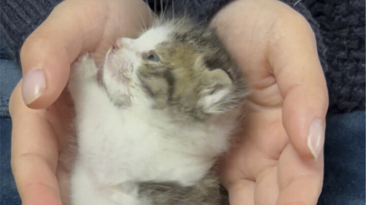 Ai mà hiểu chứ! Mèo con sữa đúng là “mọt mèo” chính hiệu!