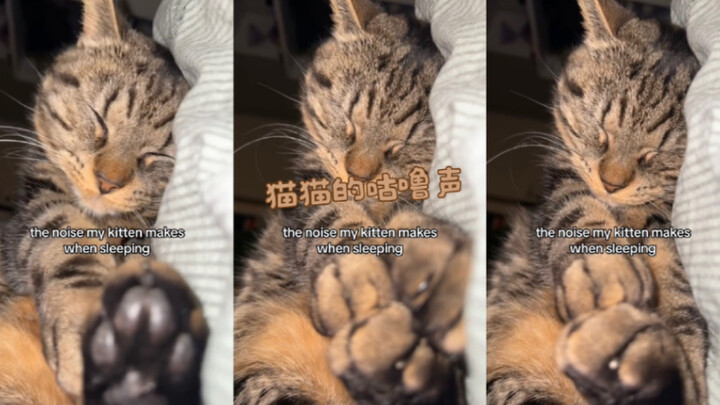 มาฟังเสียงร้องครางของน้องแมวกัน 😻