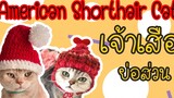 EP6 American Shorthair Cat เจ้าเสือย่อส่วน