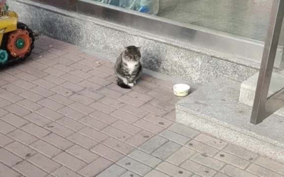 นี่คือแมวหน้าด้านที่สุดในหมู่บ้านของเรา ภารกิจประจำวันของมันคือนั่งเฝ้าอยู่หน้าซูเปอร์มาร์เก็ต รอให้