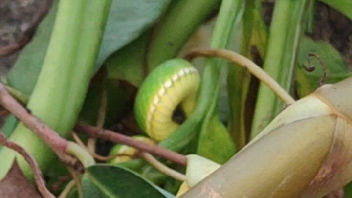 Sedang mendaki Gunung Longtou, sebelum mulai naik aku melihat seekor ular bambu hijau.