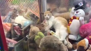 它是会挑地方睡觉的