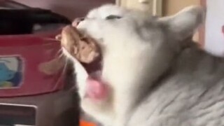 Stuff stuck in teeth