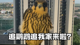 (Sister Sun Episode 1) I'm attracting birds again... This time, one for one? (Protect Wildlife