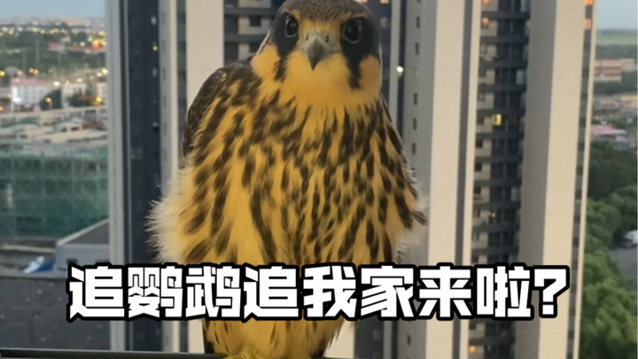 （笋姐第1集）我又又又招鸟了…这次还招一赠一？（保护野生动物