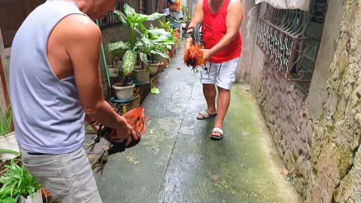 JJPE BLACK VS RCB BLACK