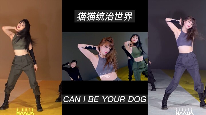 [4K 60fps] ยินดีต้อนรับสายตาสามคู่ - เพลงคลาสสิกระดับโลก: "Cats Rule the World" และ "CAN I BE YOUR D
