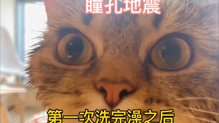 Kucing di rumahku selalu khawatir aku bakal kena bahaya!