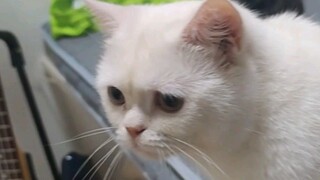 Bagaimana reaksi kucing Anda saat Anda memainkan Cat Simulator...