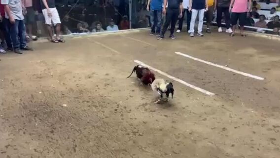 3-cock derby ( 2nd fight )