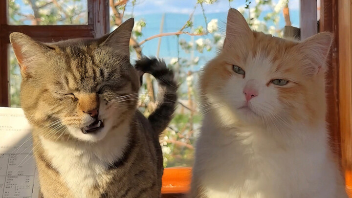 Dua ekor kucing kecil di gunung tiba-tiba masuk ke ruang kerja saya untuk bermain, bikin ngakak!
