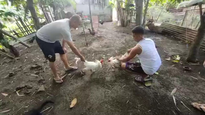 Kidlat white Vs White kelso 3yrsold