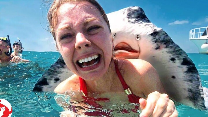 Super Funny Moments ของมนุษย์และสัตว์ล้มเหลวในการรวบรวมรายสัปดาห์ 2021