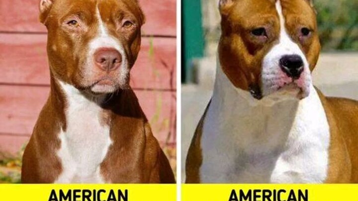 các cặp chó nè 🐶