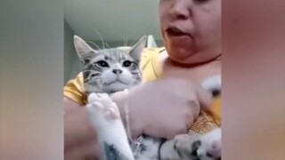 猫猫：弱小，可怜，无助