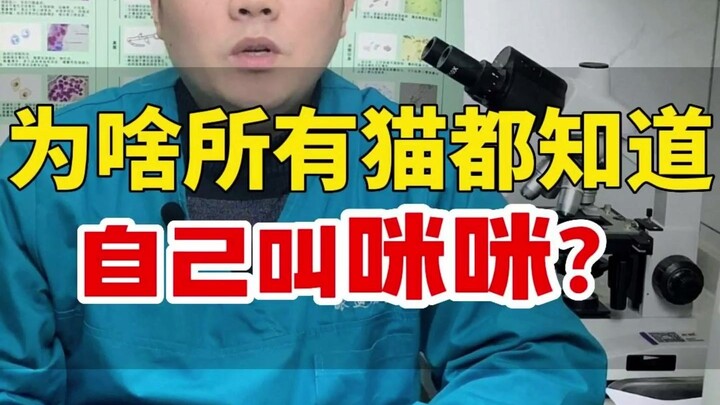 ทำไมแมวทุกตัวถึงรู้ว่าตัวเองชื่อ “มี้มี้” ล่ะ?