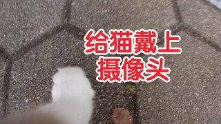 给猫戴上摄像头才知道她那么爱我，而我那么虎…