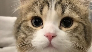 Hutan: Siapa yang akan bersuara untukku!