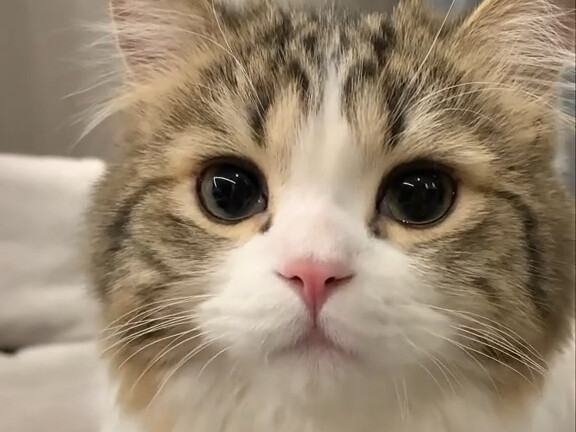 Panghu: Who will stand up for me!