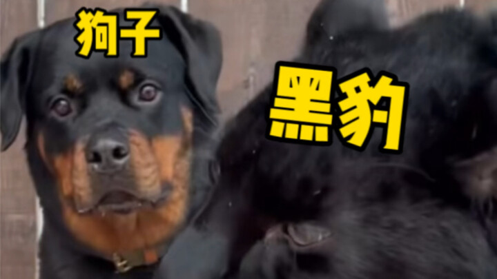The dog grew up watching the black panther from a young age—perhaps this is a sad tale.