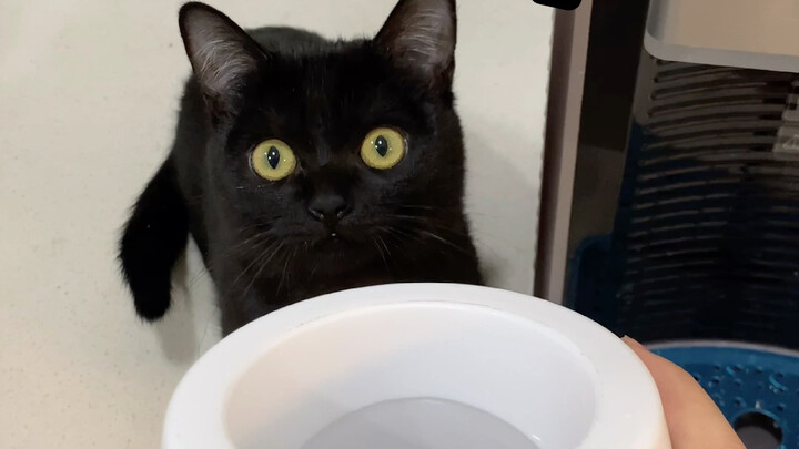 When your cat won’t let you drink water, something big might be about to happen!!
