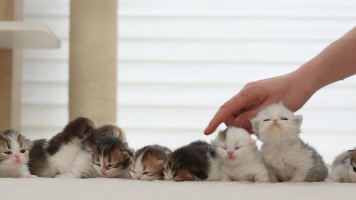 Little milk cat had a bountiful harvest~