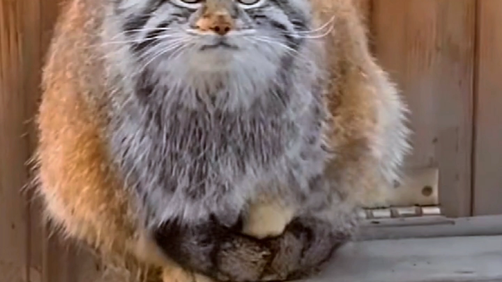 القطّ البري: أنا وحشٌ شرس!!!