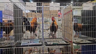 CLARK EXPO 2025 Day 2