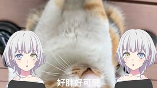 【AI Lenai】Cat Lover TV's Fat Baby Hakimi