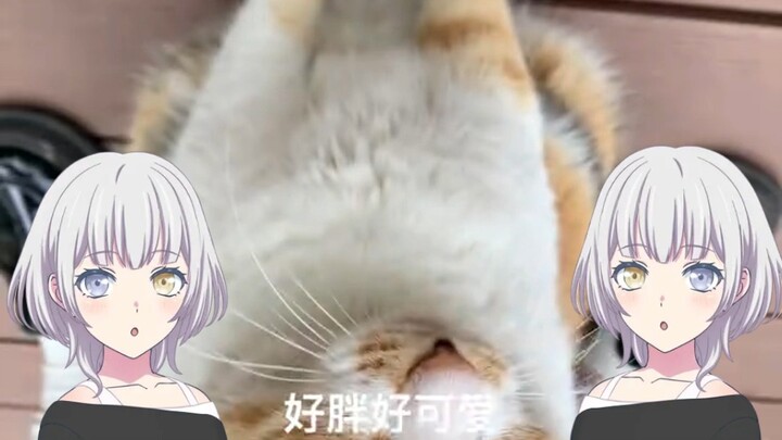 【AI Lenai】Cat Lover TV's Fat Baby Hakimi