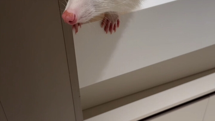 Tôi sụp đổ rồi, anh em ơi!