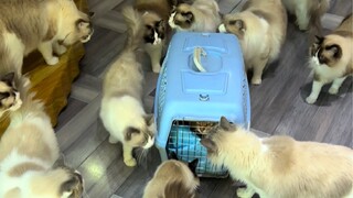 Kucing yang Telah Mengalami Masyarakat Berbeda