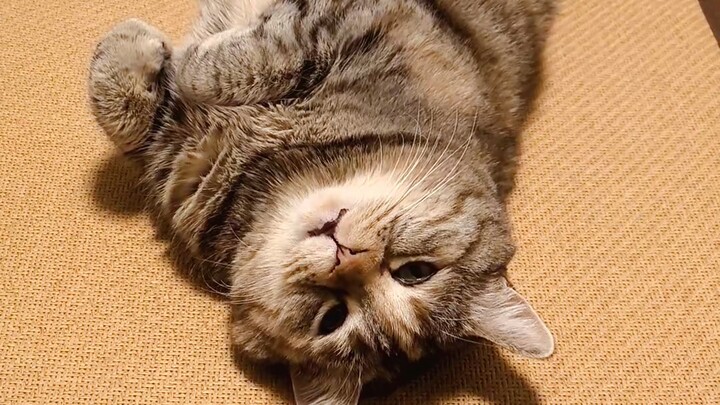 Mèo mệt đói ngất rồi, đưa cái lon lại gần miệng tớ nhanh nào, cảm ơn!