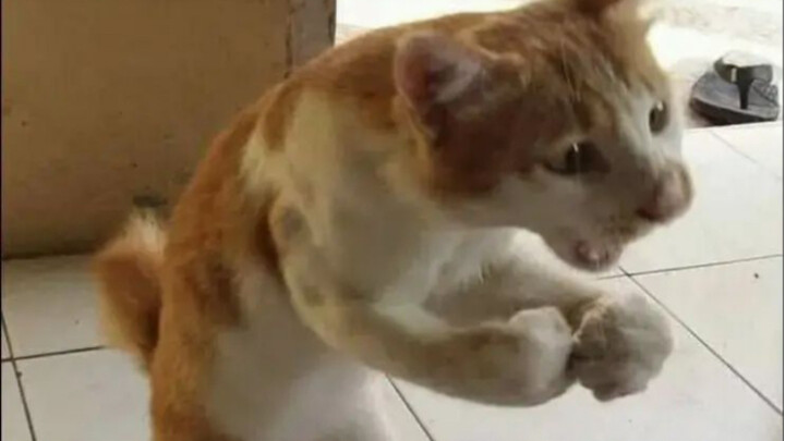 Anjing: Kamu benar-benar memakannya