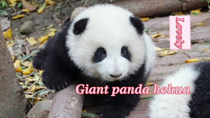 [Panda He Hua] Perhatikan Detak Jantungmu! Dia Menebarkan Pesonanya