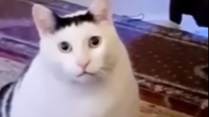 Kucing yang bingung, tapi versi aslinya
