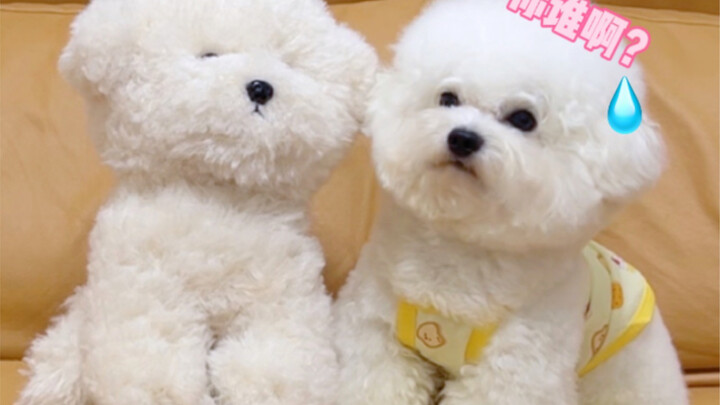 ปฏิกิริยาของน้องหมาเมื่อฉันแกล้งทำเป็นมีลูกคนที่สอง