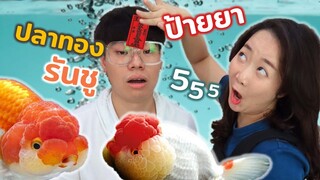 จับ Topbytoast มาป้ายยา ปลาทองรันชู 555 EP.133