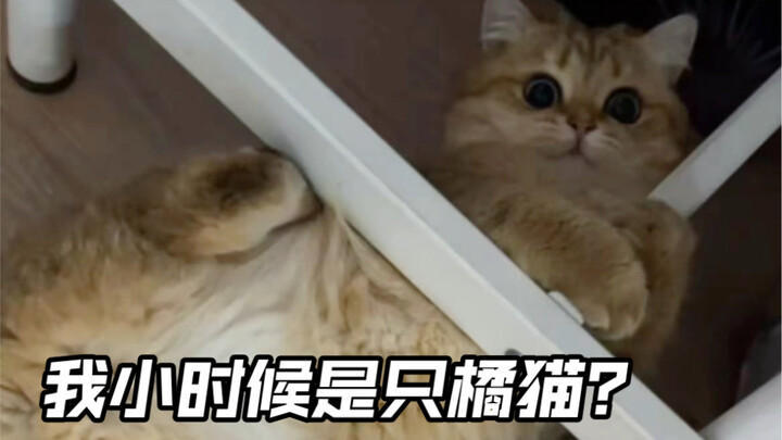 ฉันบอกความจริงเลยนะ หวงเกอเติงน่ะแท้จริงแล้วคือของแถมที่ได้มาเมื่อซื้ออาหารแมว..