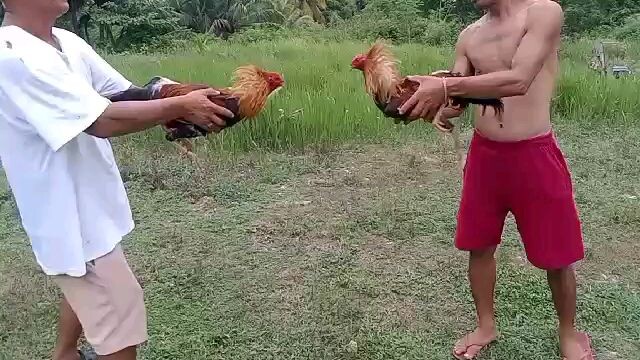 second spar. for 4cock derby. @ gellera de mandaue.